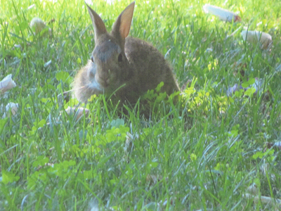 Rabbit picture taken by Jane Carr